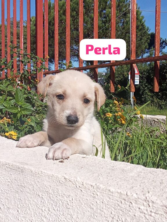 5410180  in regalo cuccioli di 2 mesi