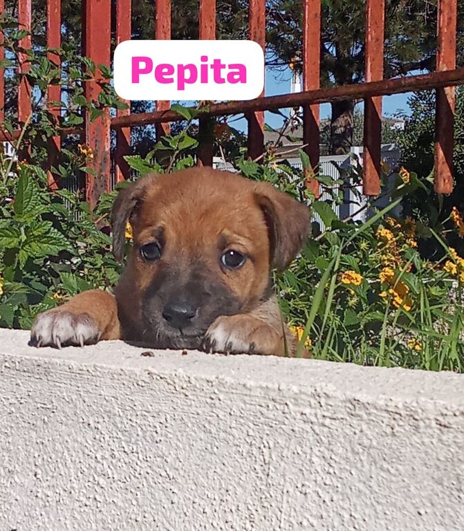 5410181  in regalo cuccioli di 2 mesi