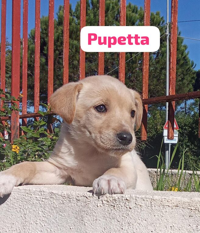 5410182  in regalo cuccioli di 2 mesi