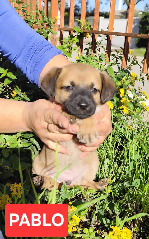 5410183  in regalo cuccioli di 2 mesi