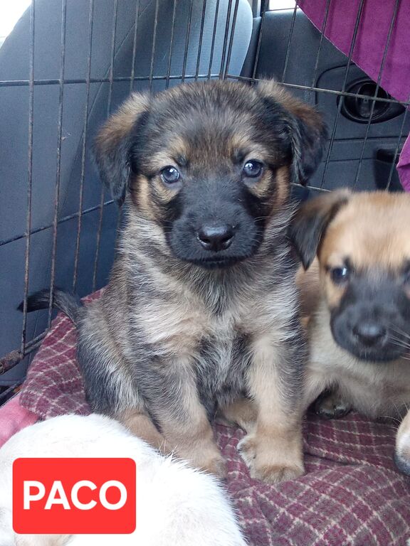 5410184  in regalo cuccioli di 2 mesi