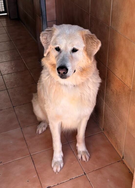 5410825  in regalo CANE METICCIO