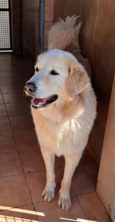 5410826  in regalo CANE METICCIO