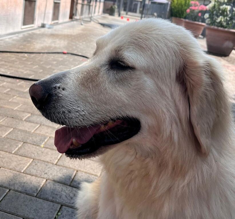 5410827  in regalo CANE METICCIO