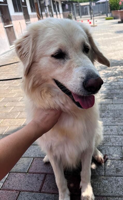 5410828  in regalo CANE METICCIO