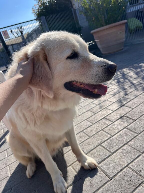 5410829  in regalo CANE METICCIO