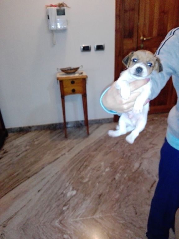 3792165  Jack Russell