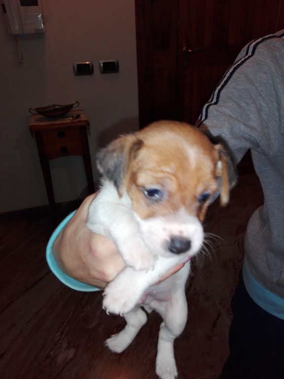 3792166  Jack Russell