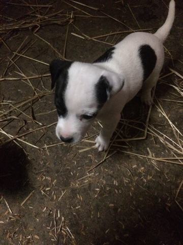 3795108  Jack russell