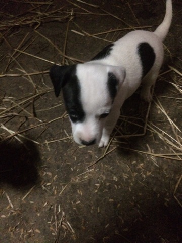 3795109  Jack russell