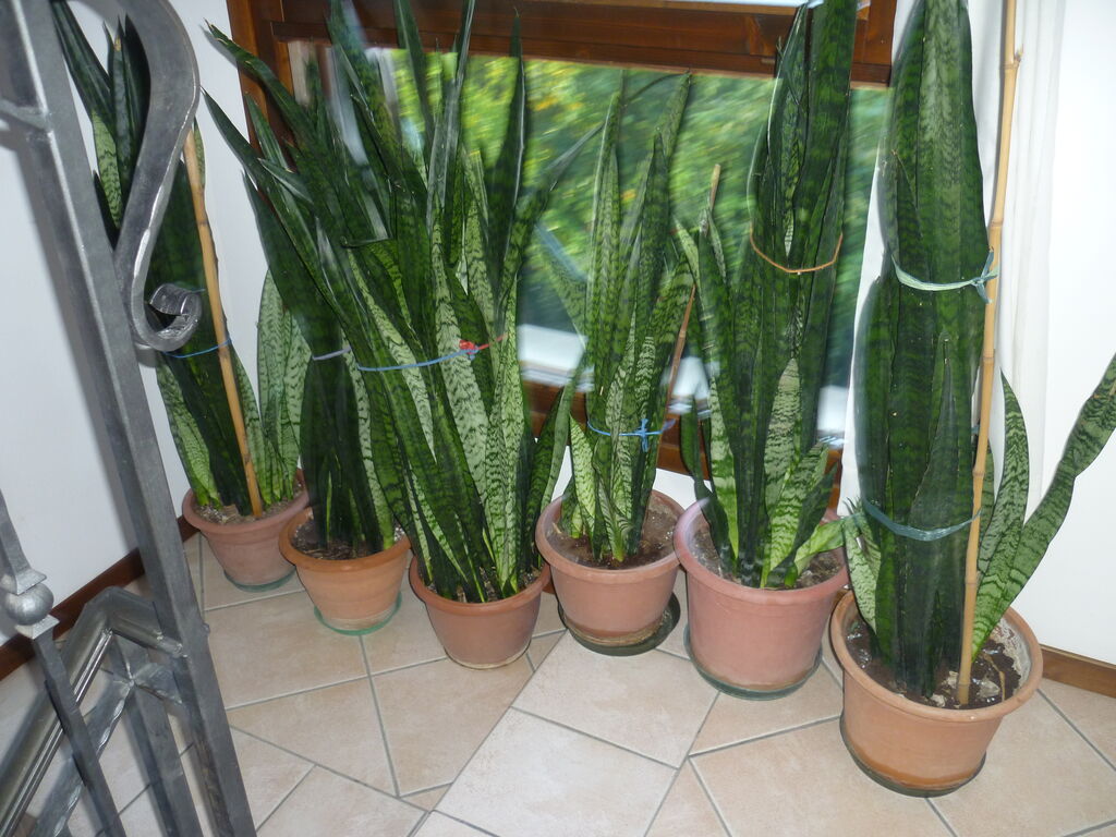 5353137 Magnifiche piante da arredo san