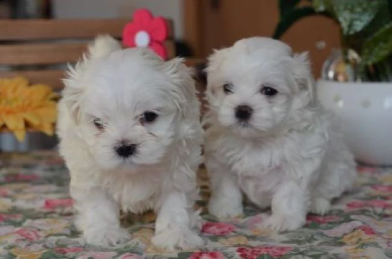 5407097  Maltipoo cuccioli