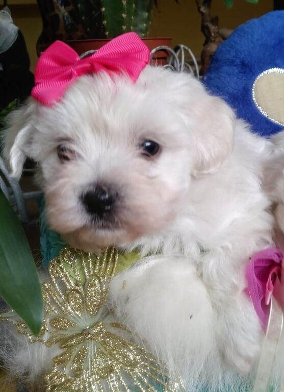5407098  Maltipoo cuccioli