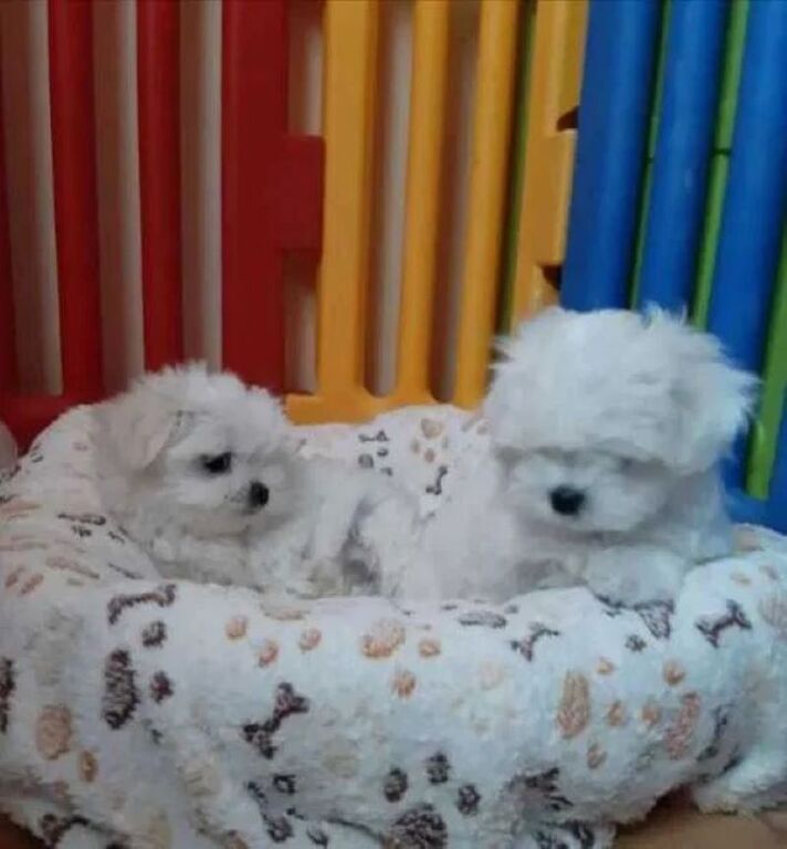 5407099  Maltipoo cuccioli