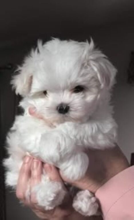 5407100  Maltipoo cuccioli