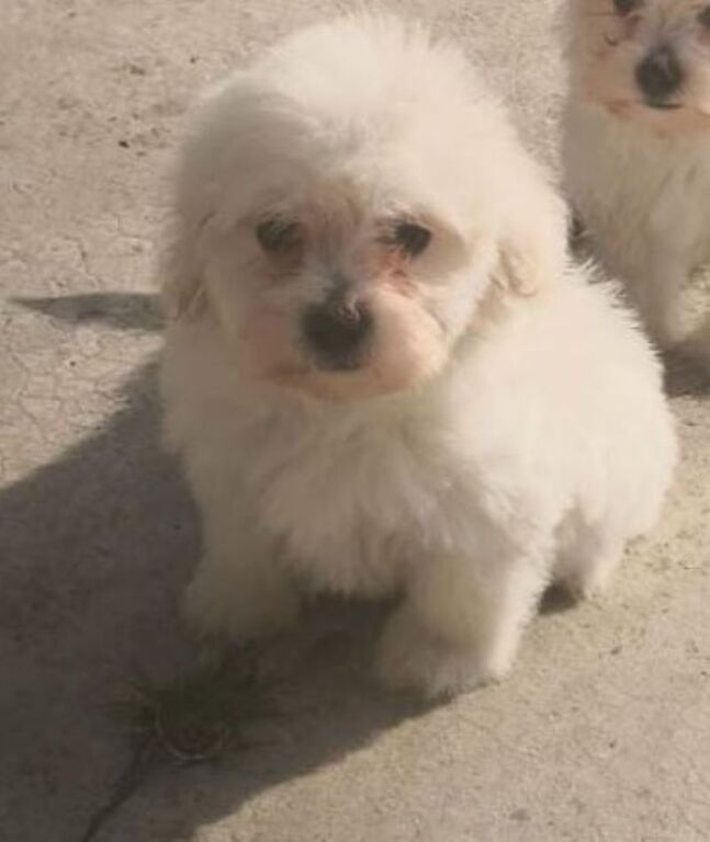 5375386  Maltipoo nano e micro toy