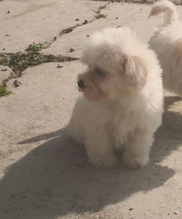 5375387  Maltipoo nano e micro toy