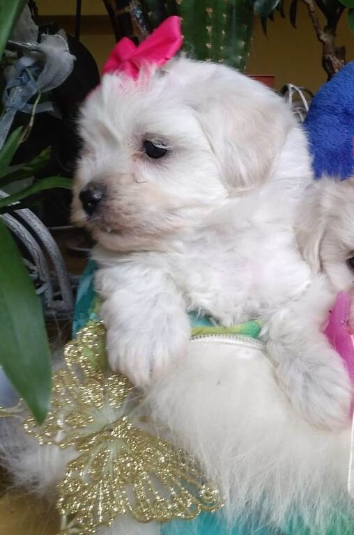 5410702  Maltipoo nano e toy