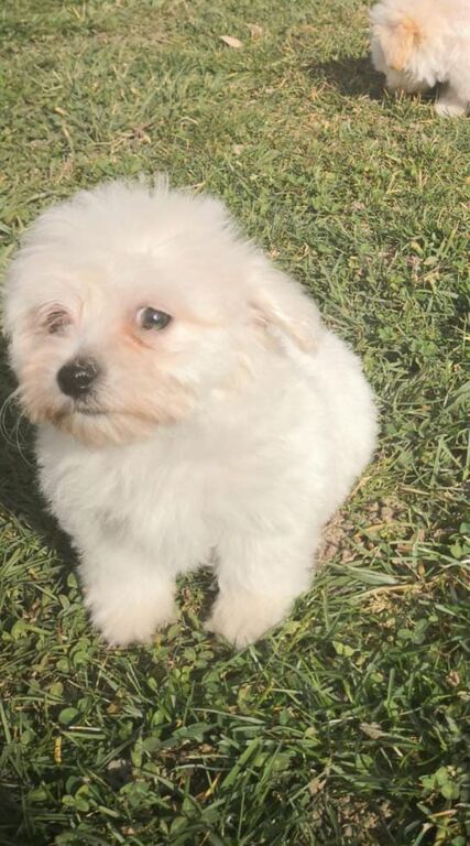 5410704  Maltipoo nano e toy