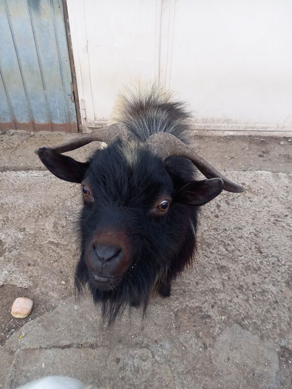 5401951  maschio capra tibetana medio