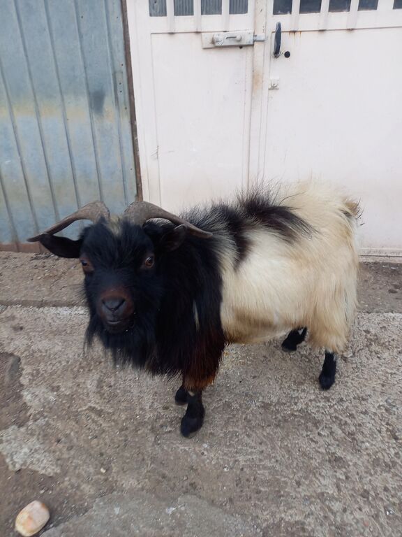 5401952  maschio capra tibetana medio