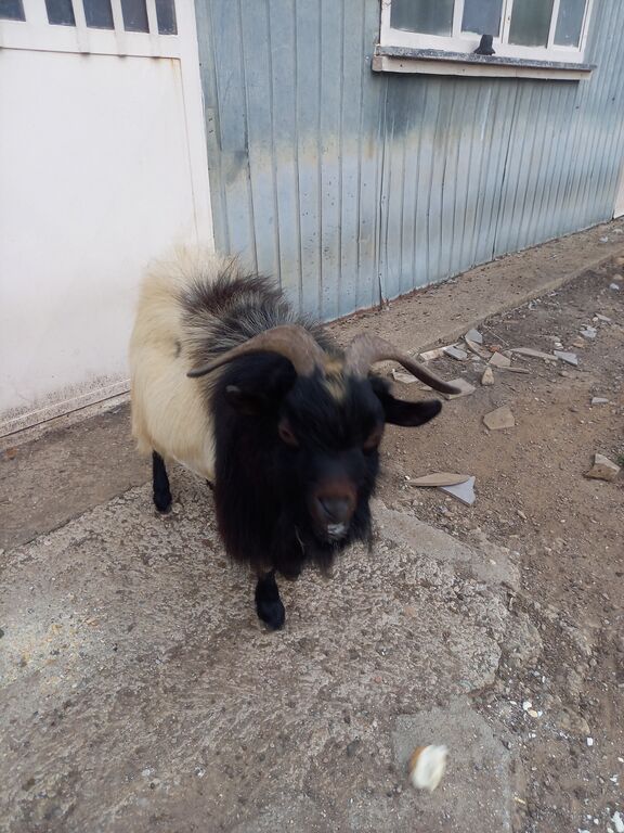 5401953  maschio capra tibetana medio