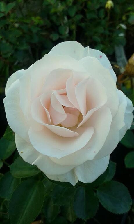 5410434 Massaggi rituali tantra veri