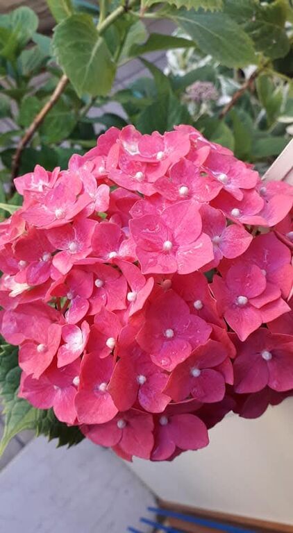 5410437 Massaggi rituali tantra veri