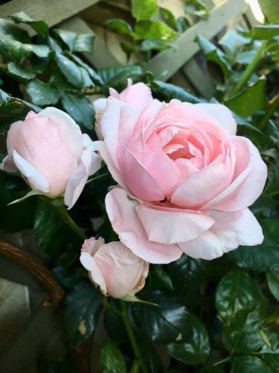 5410443 Massaggi rituali tantra