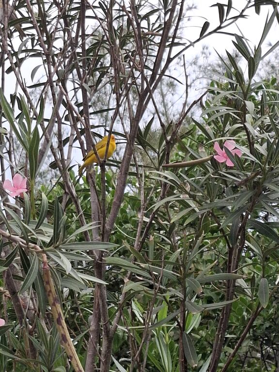 5410550 Massaggi rituali tantra e molto