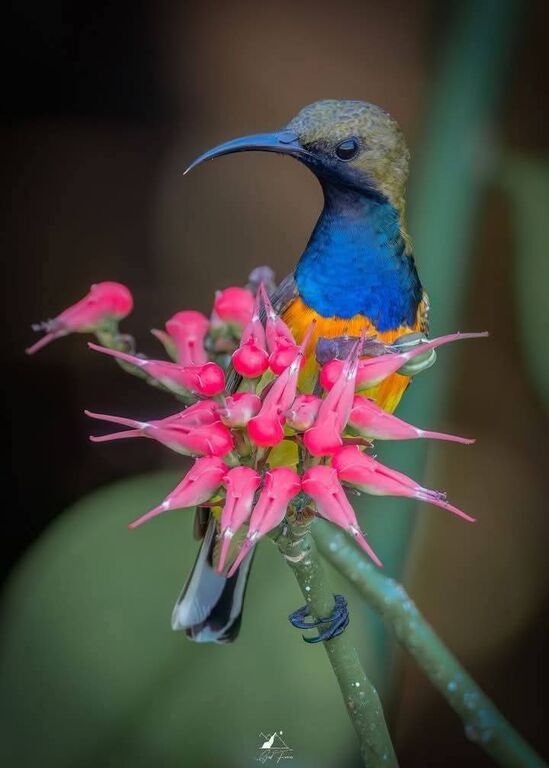 5410427 Massaggio rituale tantra