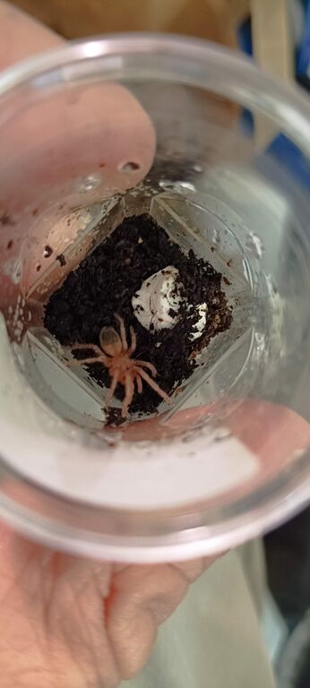 5405213  Migale (Lasiodora parahibana)