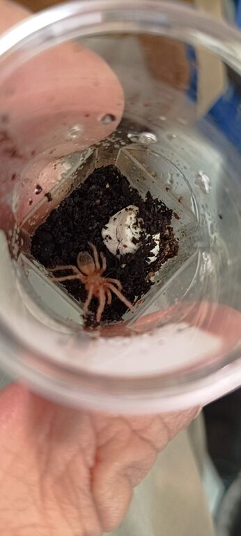 5405214  Migale (Lasiodora parahibana)