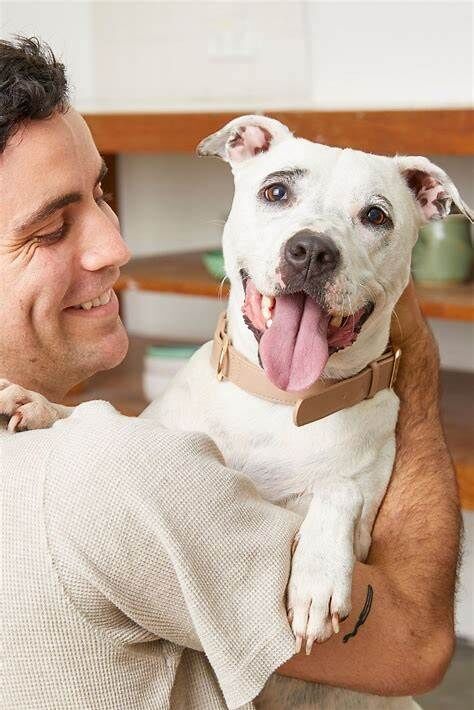 5356008 Negozio animali accessori e