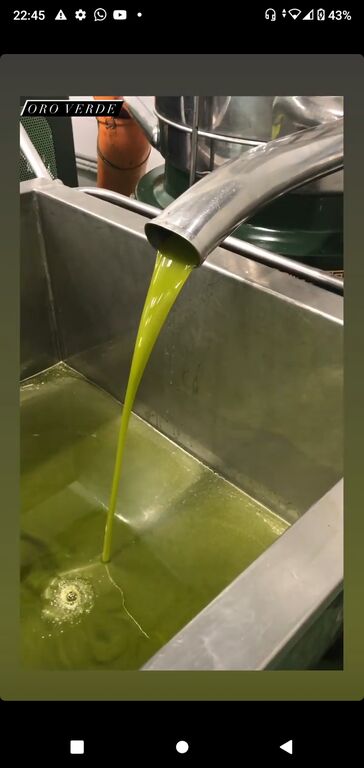 4714254  Olio extravergine d'oliva