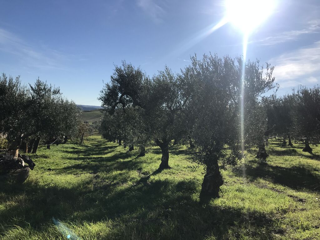 5375908 Olio extravergine d'oliva