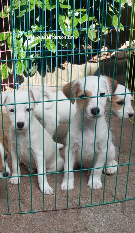 5406510  Parson Jack Russell