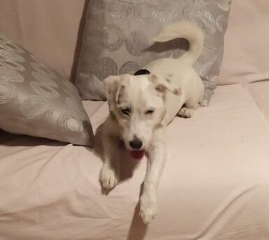 5406511  Parson Jack Russell
