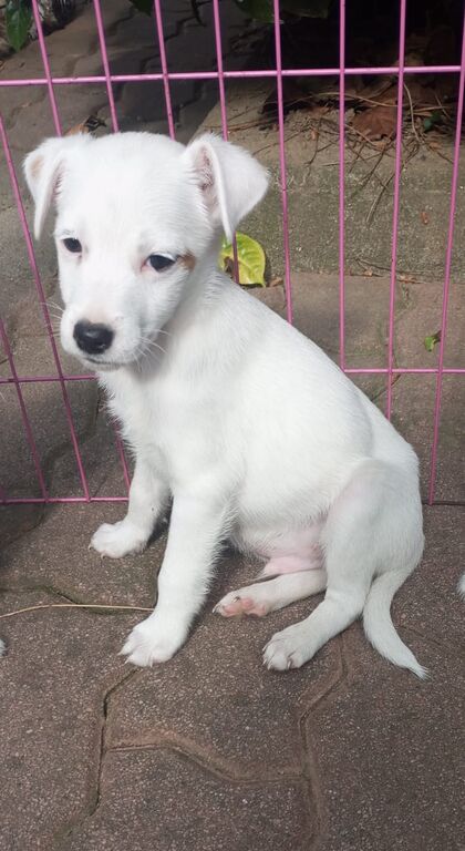 5406512  Parson Jack Russell