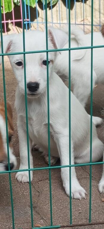 5410838  Parson Jack Russell