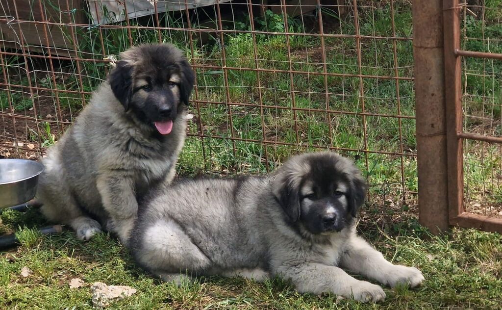 5377711  Pastore Caucaso