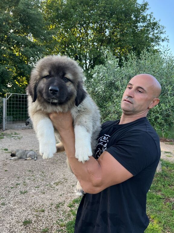 5377712  Pastore Caucaso