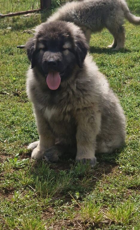 5377713  Pastore Caucaso