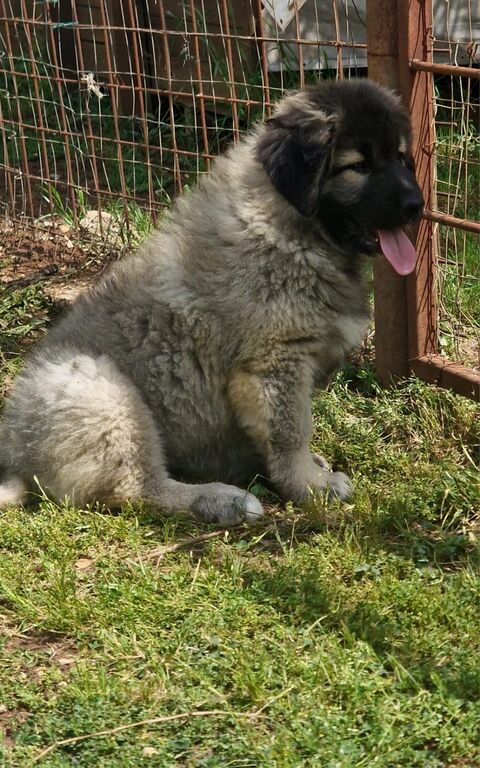 5377721  Pastore Caucaso