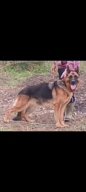 5350410  Pastore Tedesco