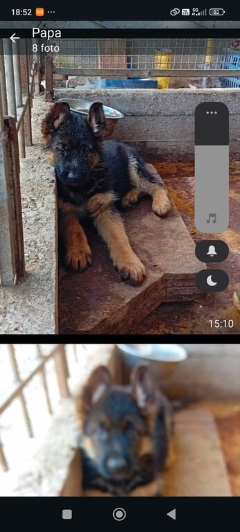 5376726  Pastore Tedesco cuccioli