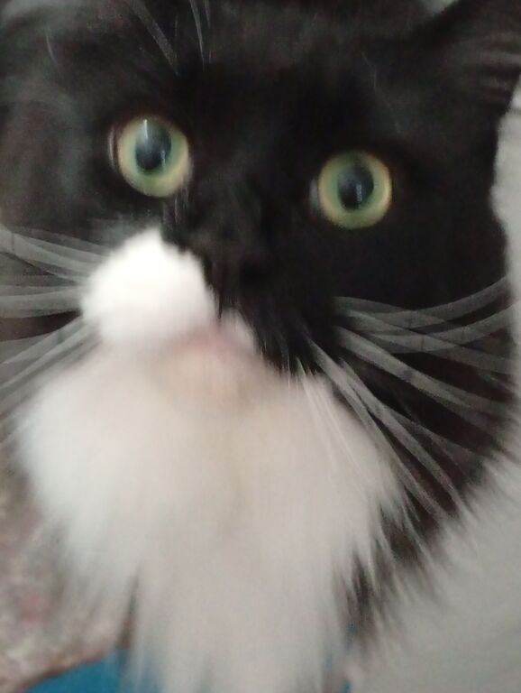 5411082 Pensione pet