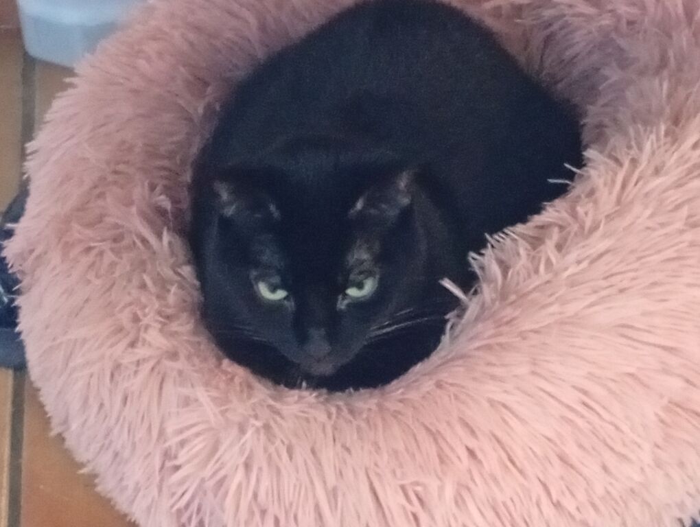 5411083 Pensione pet