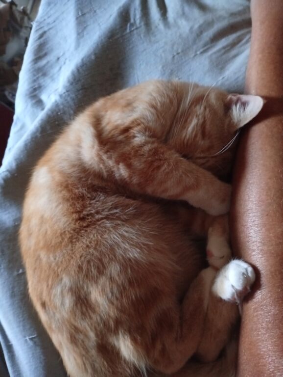 5411084 Pensione pet