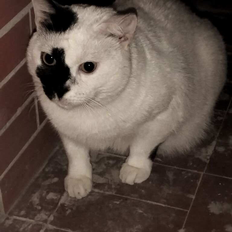 5406499 Regalo gatto